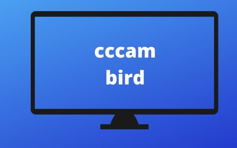 cccambird